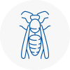 Aberystwyth Wasp Nest Removal